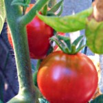 Tomatoes (5)